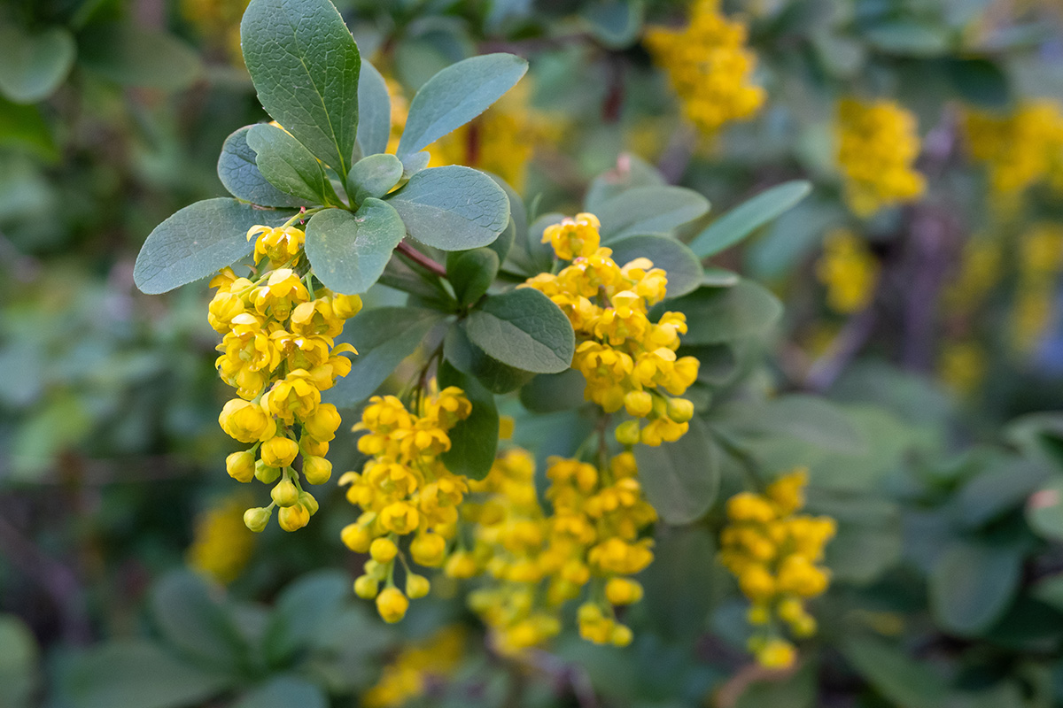 Chemotherapy Nausea Relief: Could Berberine Help?