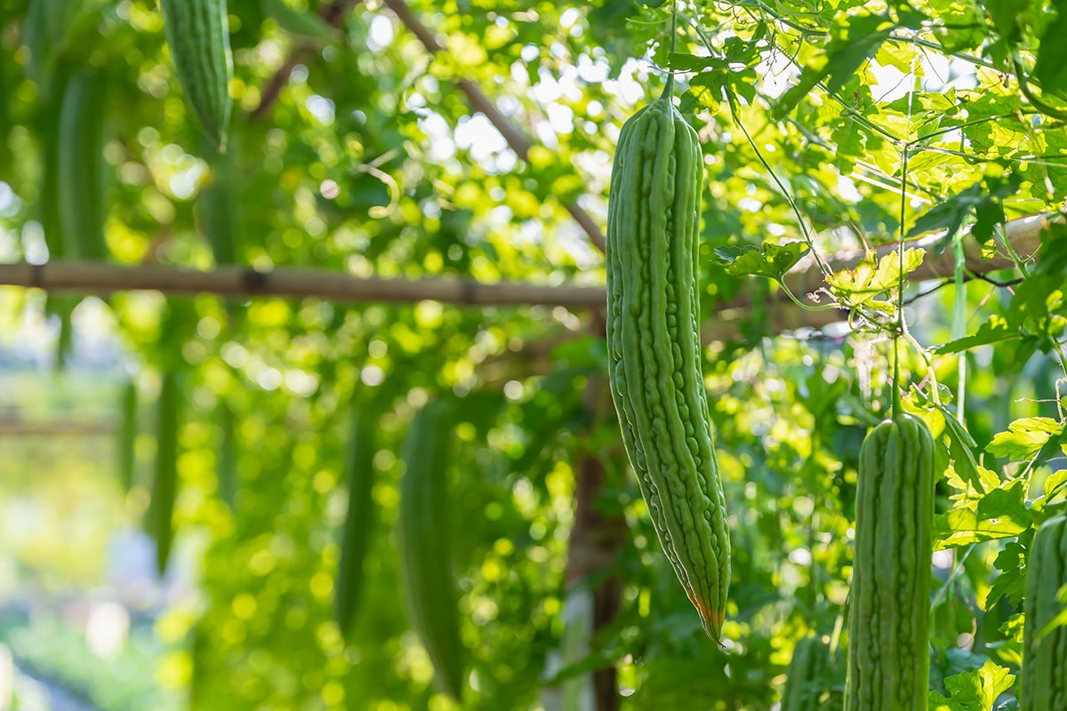 How Bitter Melon Extract Supports Blood Glucose Balance