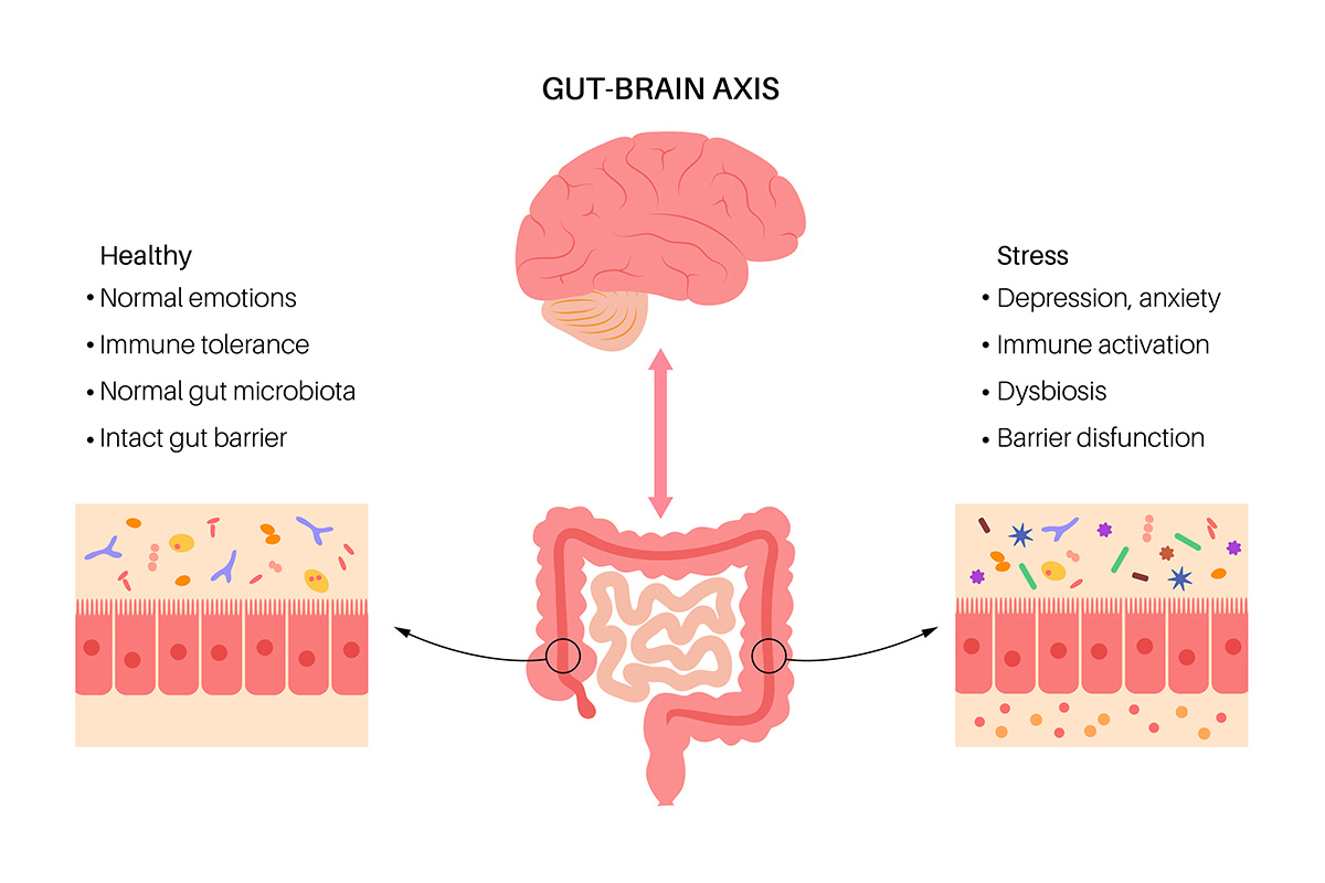 The Gut-Brain Connection: How a Healthy Gut Supports Emotional and Cognitive Health