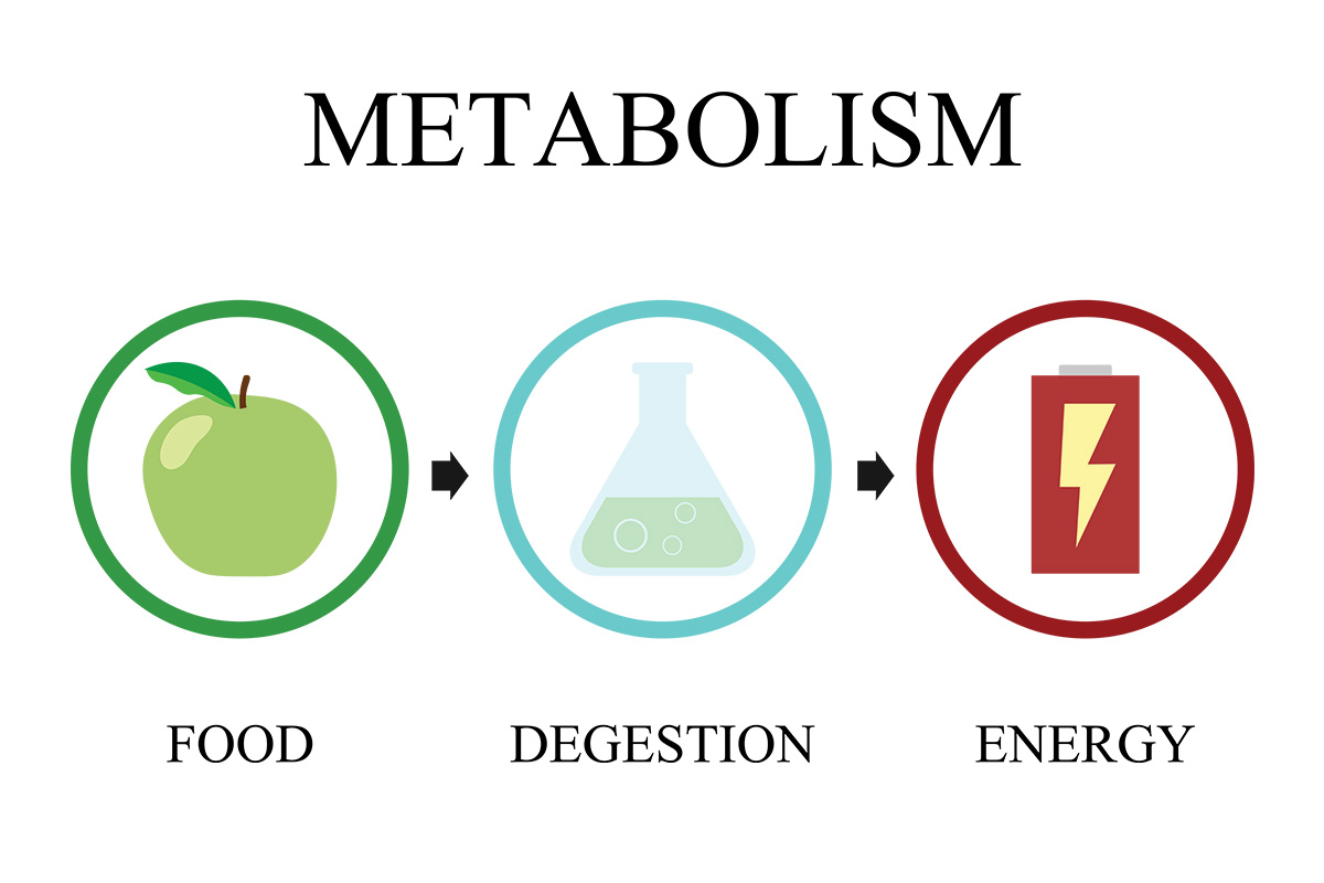 The Metabolism Boosting Potential of Berberine