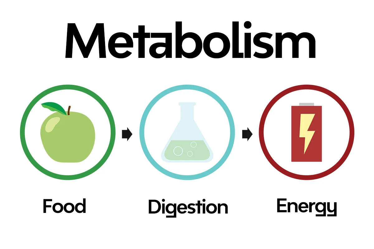 The Metabolism Boosting Potential of Berberine