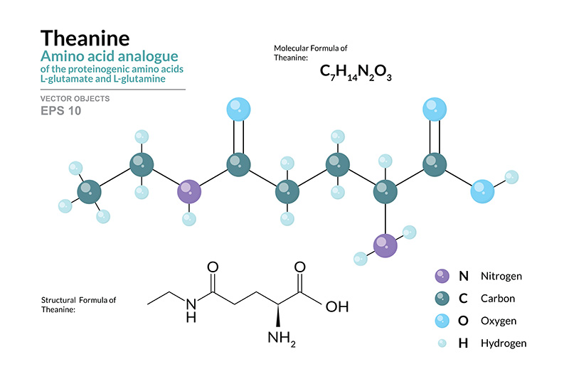 Theanine molecule infographic