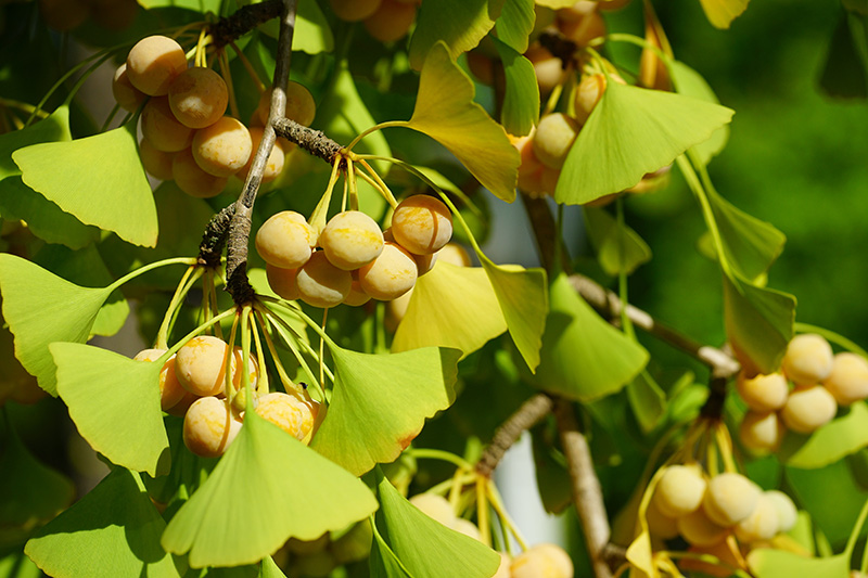 brain boosting ginkgo biloba