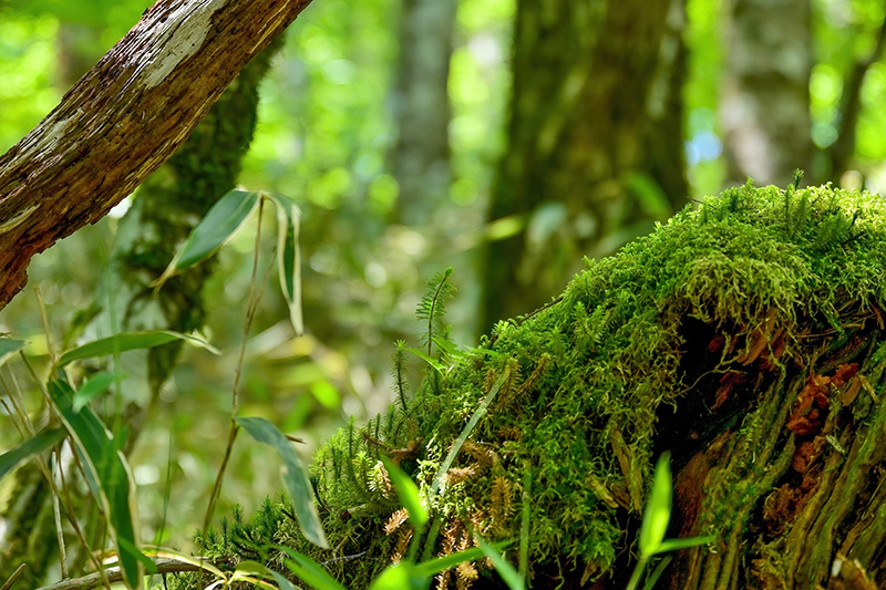 Huperzia Serrata also known as Chinese Club Moss