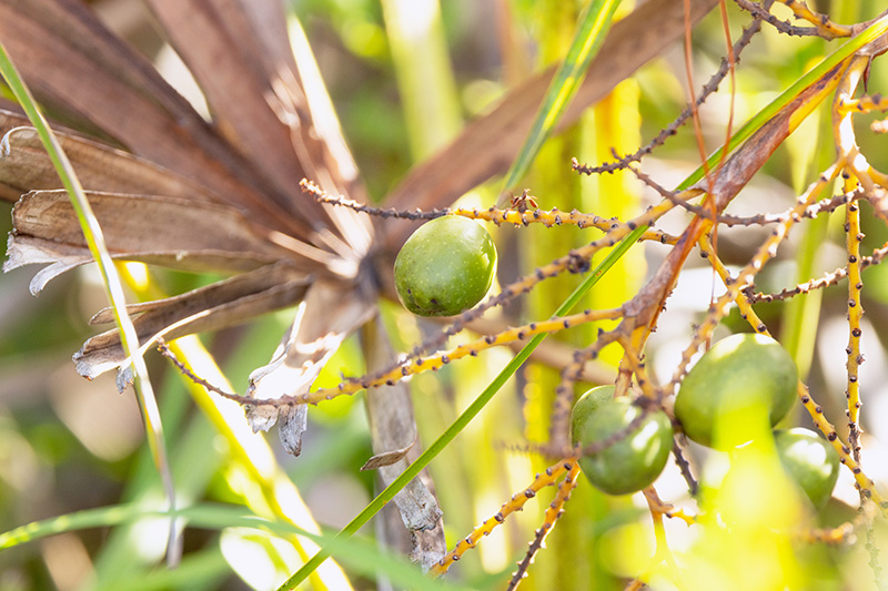 Saw Palmetto Fruit